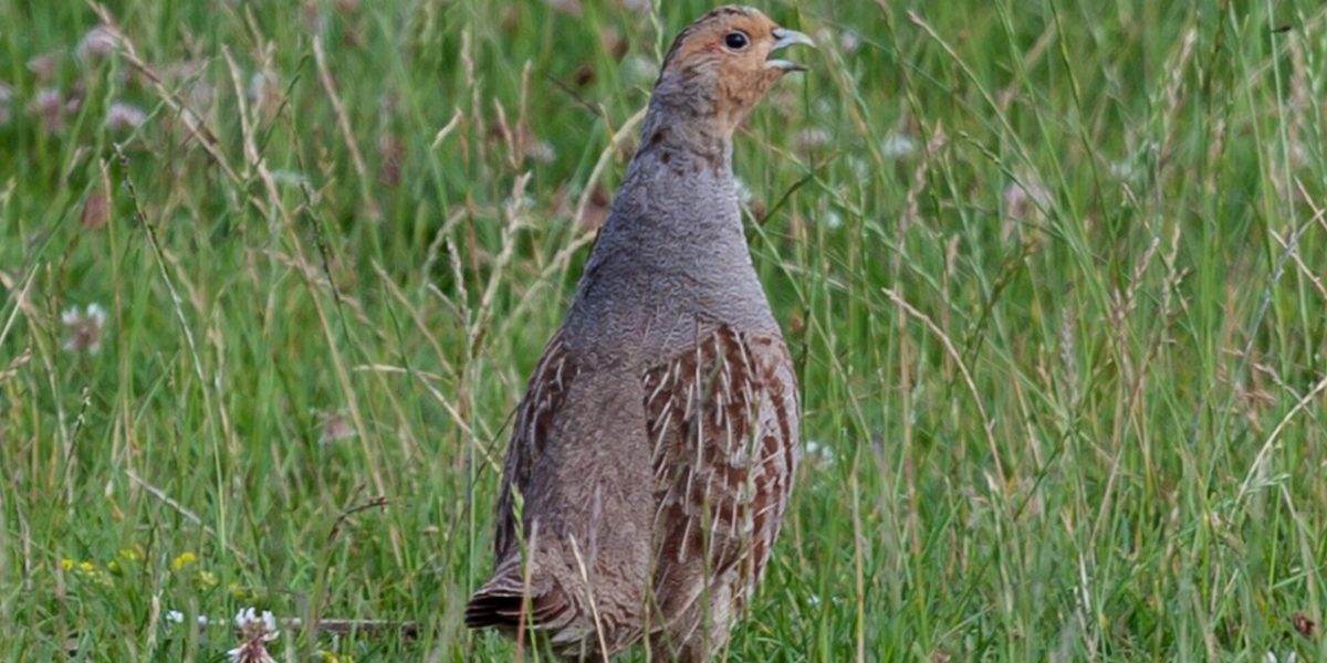 Grey partridge, grey, partridge — The Benefits of Paradise W Private Server: Better Performance, More Fun