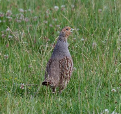 Grey partridge, grey, partridge — The Benefits of Paradise W Private Server: Better Performance, More Fun