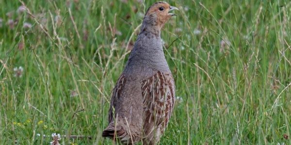 Grey partridge, grey, partridge — The Benefits of Paradise W Private Server: Better Performance, More Fun